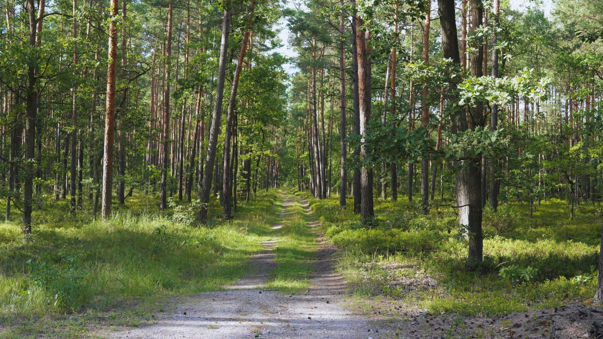 Bolimowski Park Krajobrazowy – Poznaj Przyrodę i Ciekawostki Regionu – blog Czil